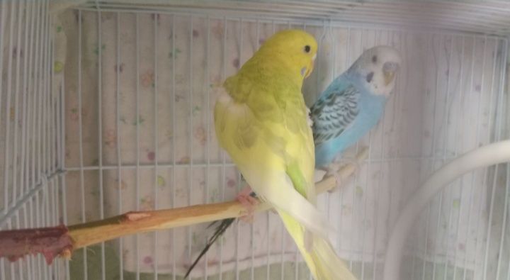 Продам 2 красивых попугаев