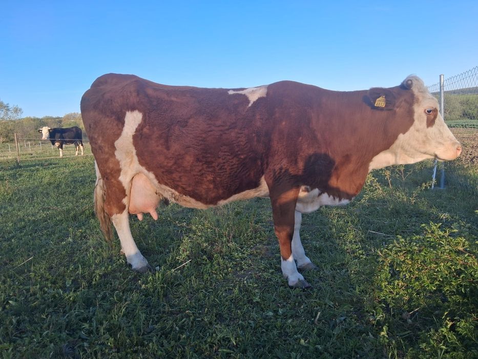Vaca baltata romaneasca