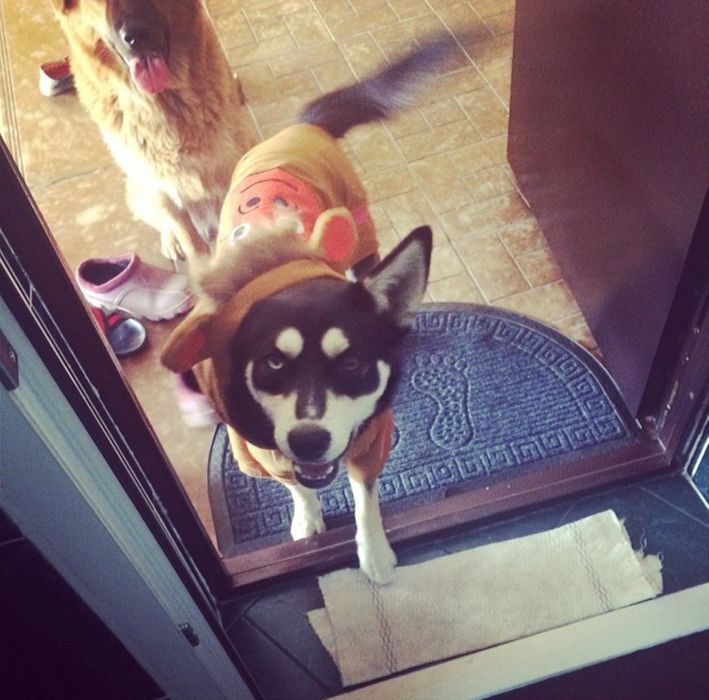 Хаски кобель на вязку