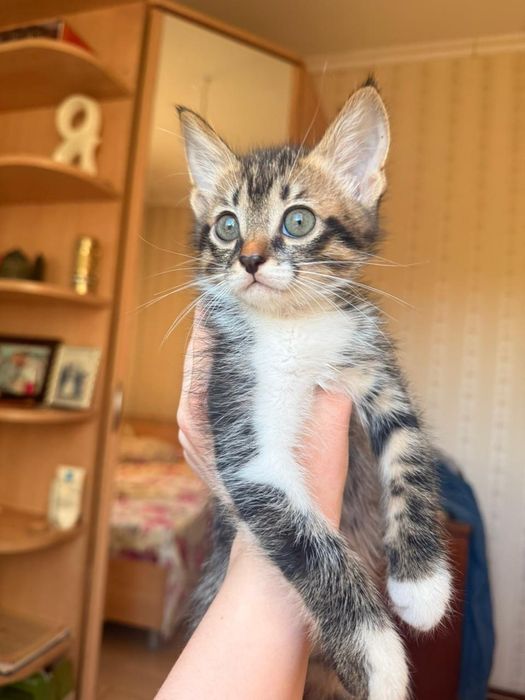 Отдам котенка девочка