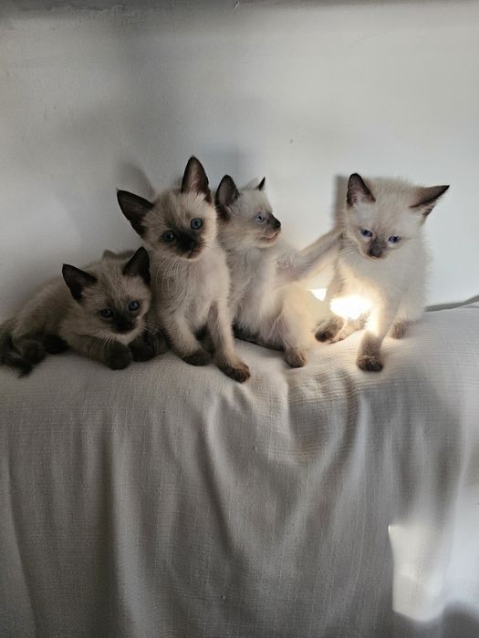 Pisici birmaneze