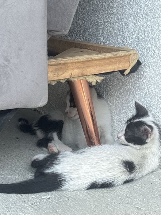 Pisoi  pentru adoptie