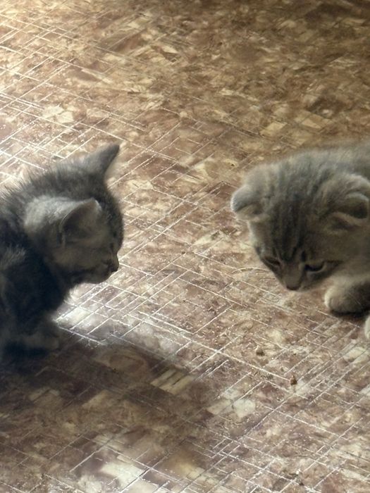 Котенок шотландский вислоухий,