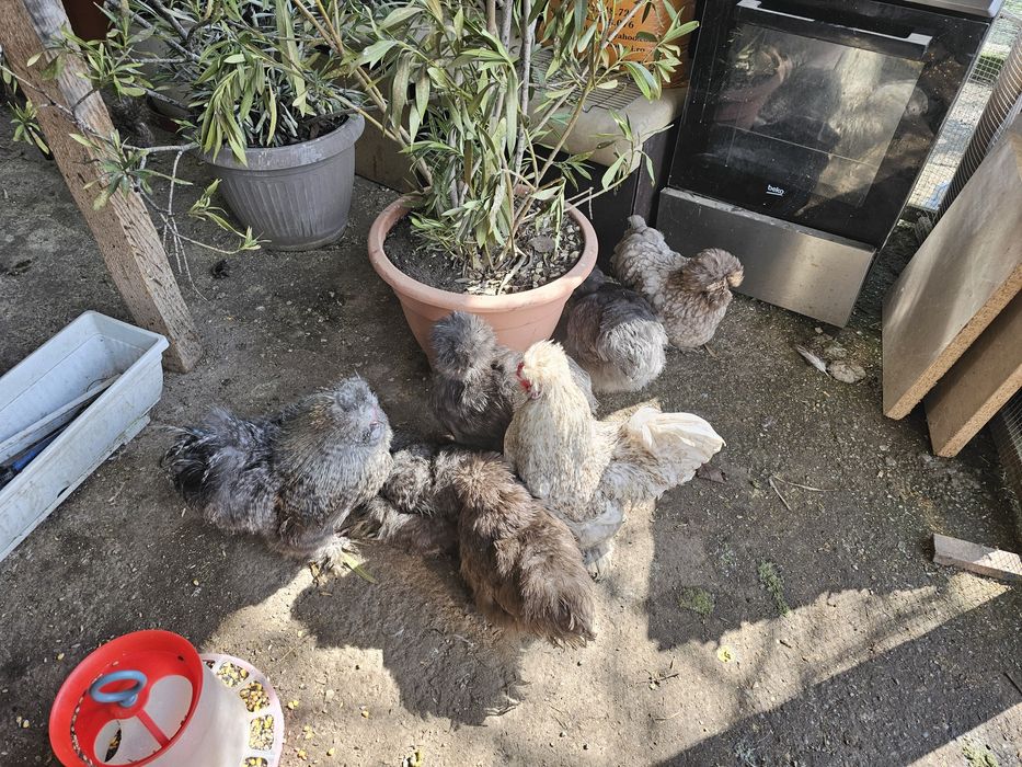 Moțată olandeză,Brahma