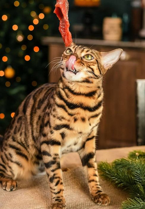 Бенгальские котята с документами