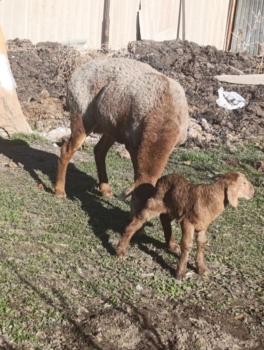 Арашан матка с ягненкам