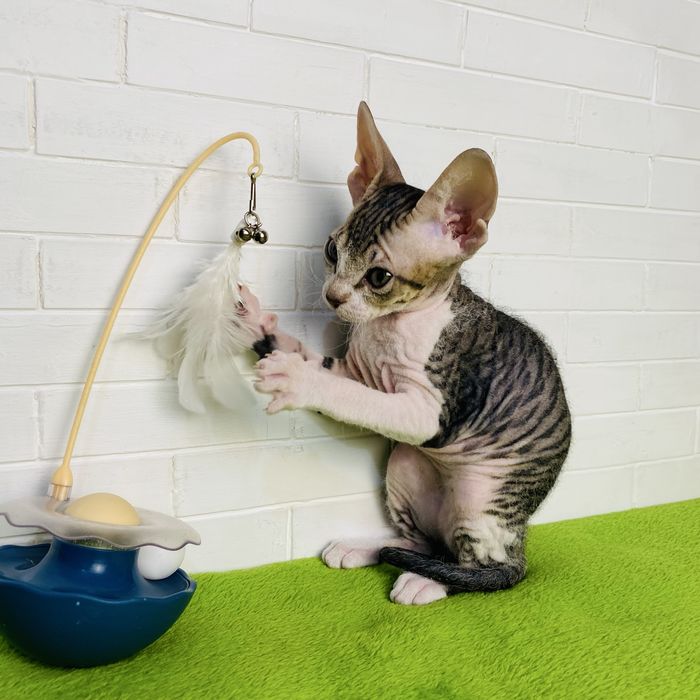 Новогоднее чудо Донской сфинкс