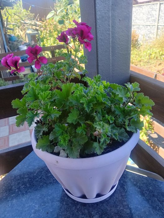 Продам королевскую герань