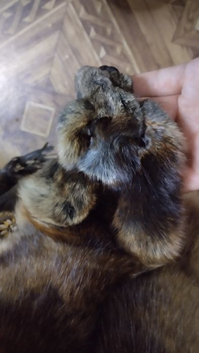 Шубка чернобурка