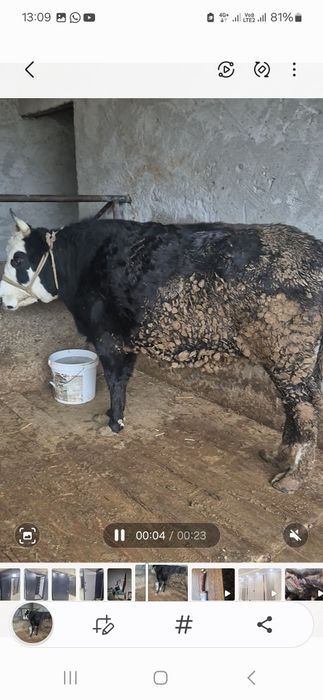 Семыз Кашар сотылады