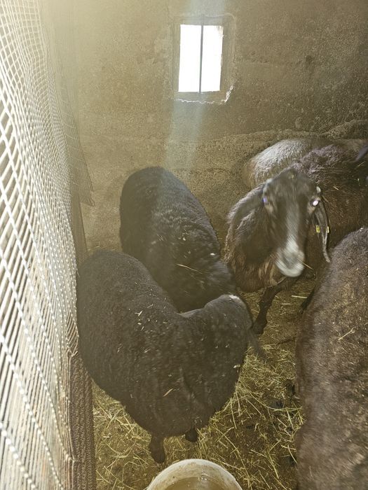 матки с ягнятами