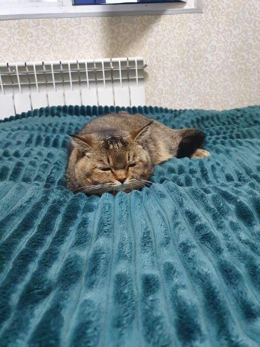 Вязка шеншело и скотч