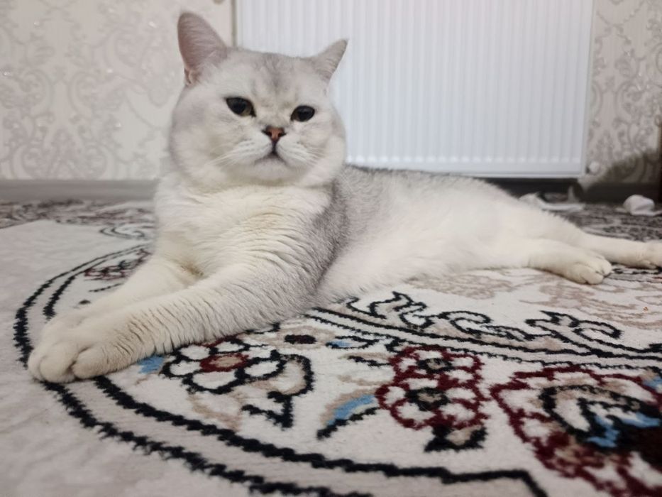 Продаются котята.