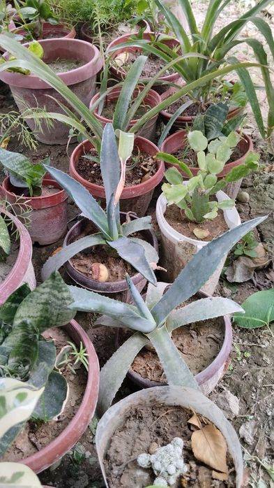 Xar xil turdagi gullar bor cheklanmagan soni narxini kelishamiz