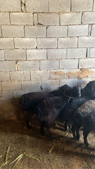 Қошқарлар сатылады