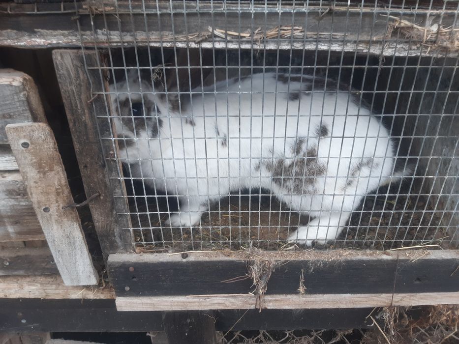 Продавам эайци мъжки/женски