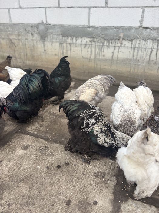 Găini Brahma și  Australorp