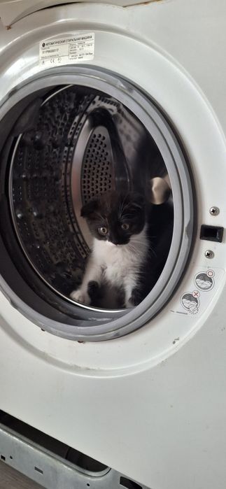 Продаётся котенок