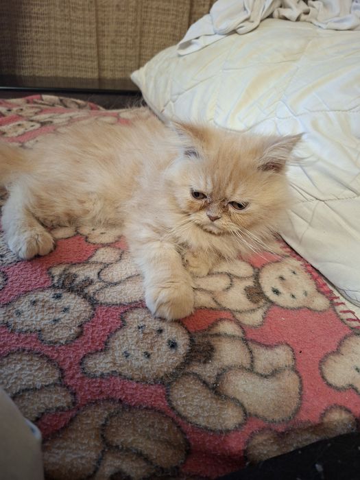 Персийско котенце