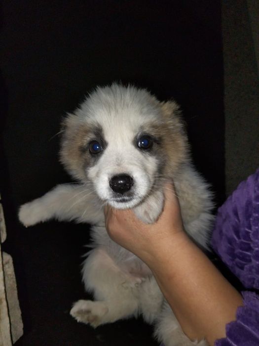 Отдам щенят в добрые руки