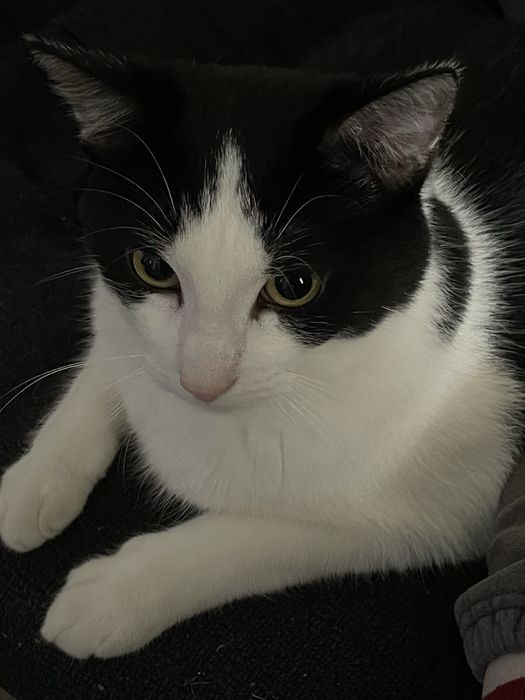 Кот, 8месяцев , мальчик
