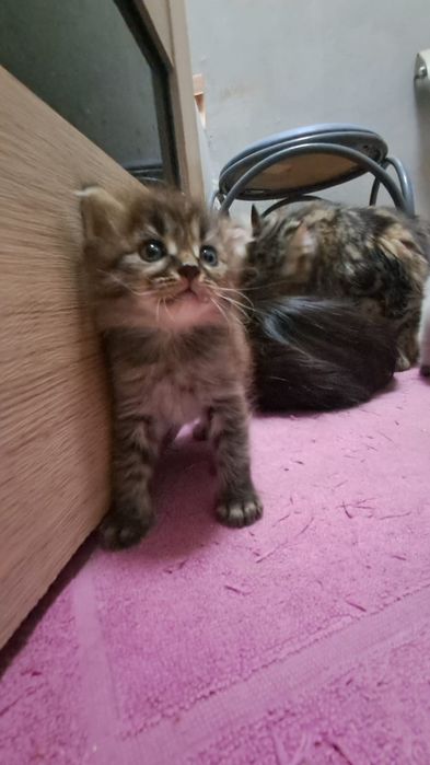 Котята "Тукседо*