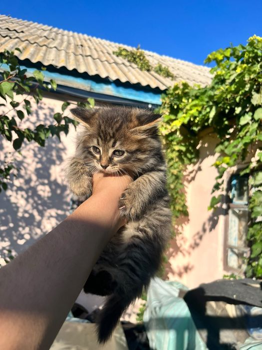Отдам даром котят