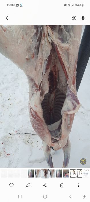 Мясо. Баранина. Доставка