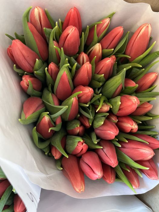 Продам тюльпаны 800т