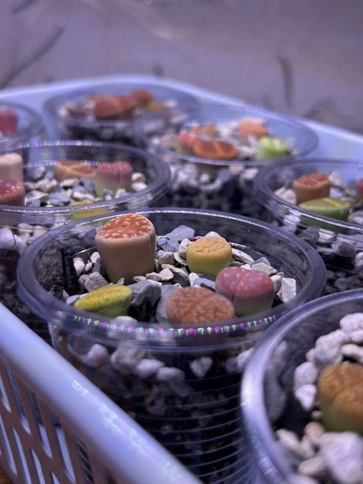 Литопсы - живые камни