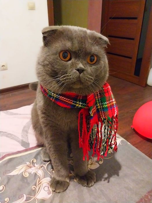 Котенок породистый