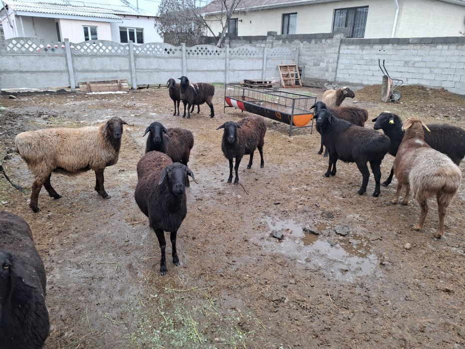 Саулыктар еркек токтылар сатылады