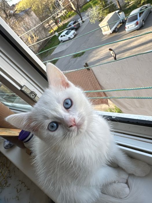 Chiroyli uy mushukchasi sotiladi