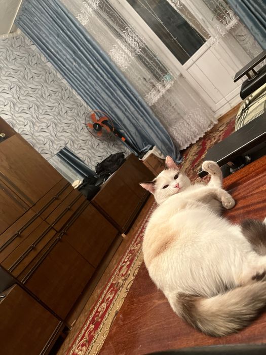 Отдам кошку в хорошие руки!