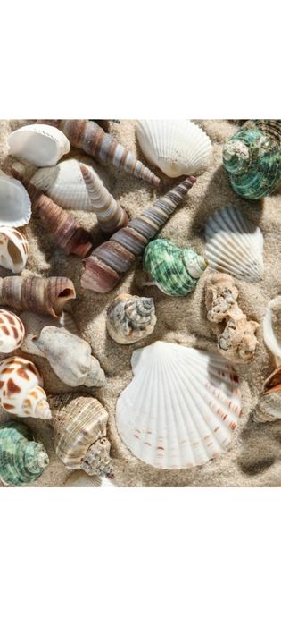 Набор ракушек 100 г, микс