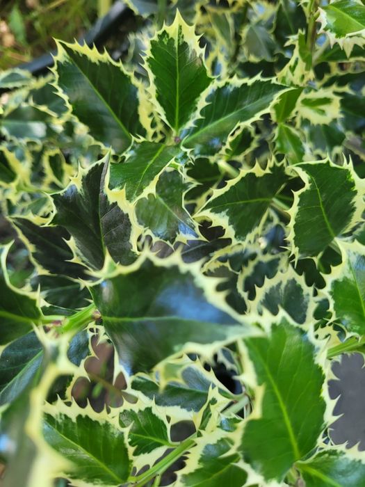 Ilex aq. Argentea Marginata