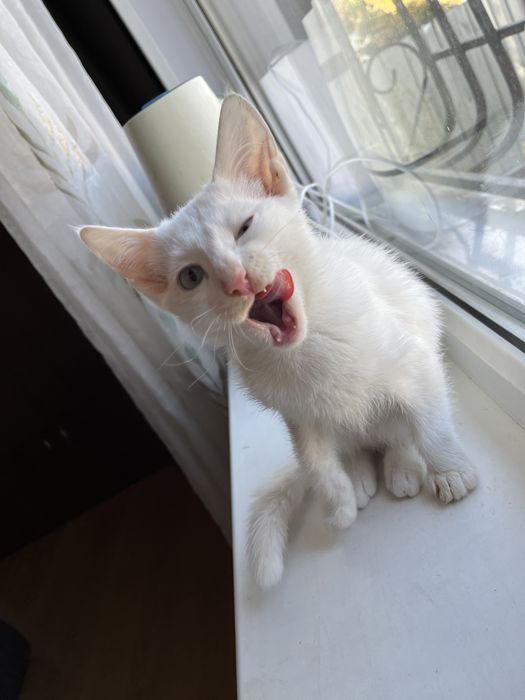 Отдам котят бесплатно