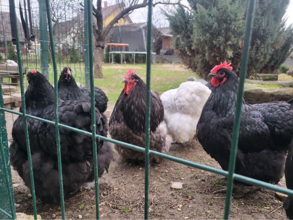 Ouă rasa orpington