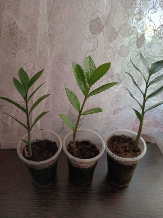 Комнатные цветы.