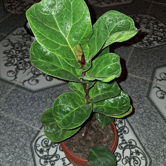 Домашние цветы Мырзакент