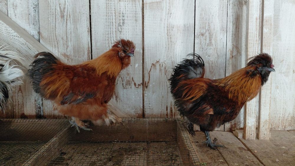 Cochin, mătase,si metisuri