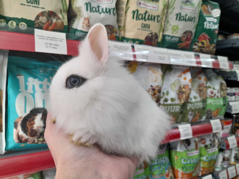 Декоративни мини зайчета