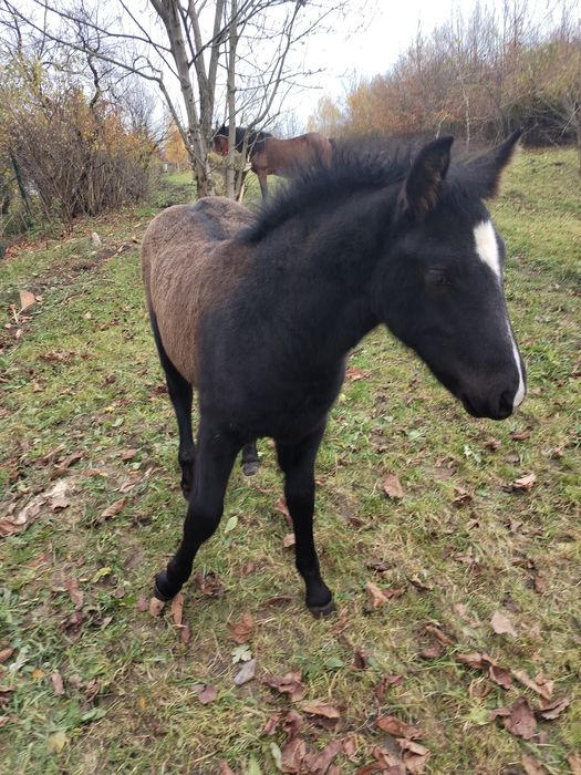 Mânz, 6 luni de vânzare