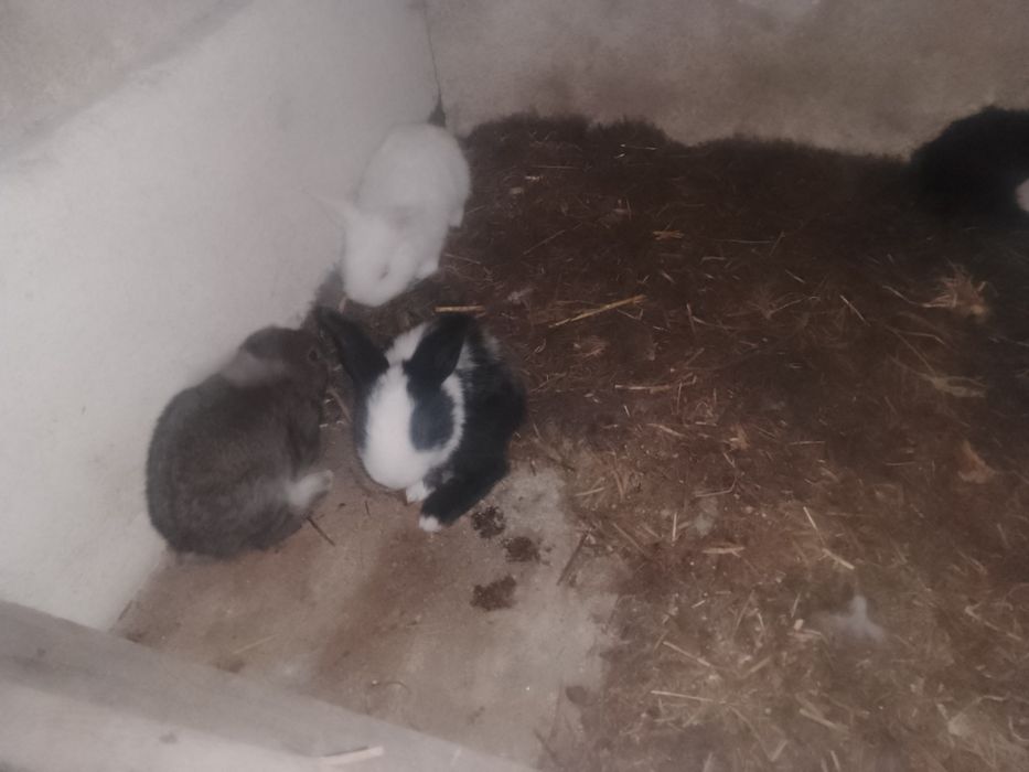 Vând iepurii,12 iepurașii