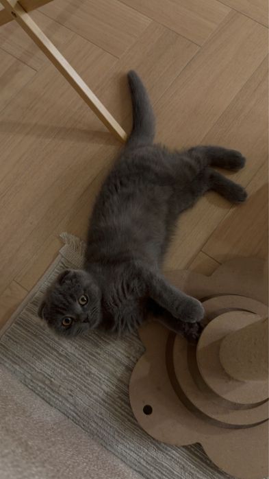 Шотландская вислоухая девочка, 3 месяца