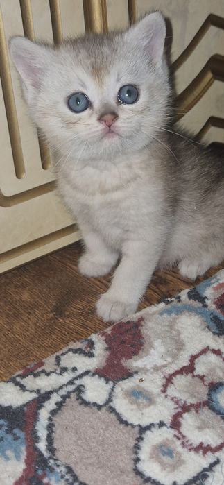 Mushuk scottish fold serebristaya shinshilla. Серебристая шиншилла кот