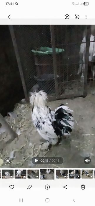 Карис японкачаларисотилади  4та бор