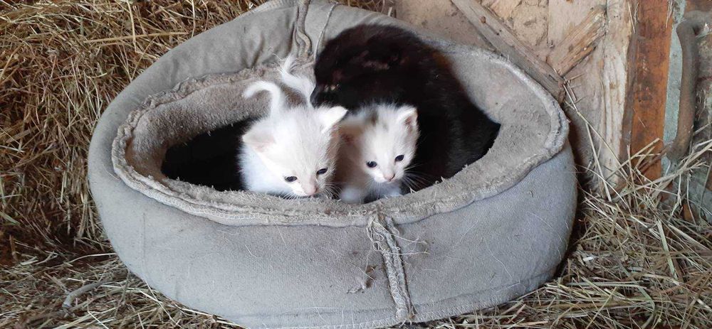 Дарю, успей забрать котика!