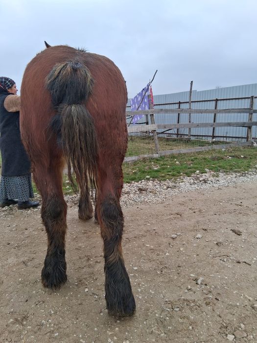 Cal de vânzare șarg