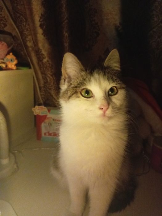 Отдам Бесплатно Кошку